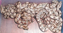 2010 type 1 anery and het nics