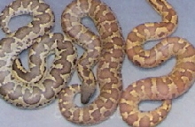normal, caramel, and possible super caramel roughscales