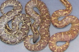 normal, caramel, and possible super caramel roughscales