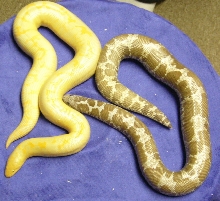 albino/hypo anery kenyans