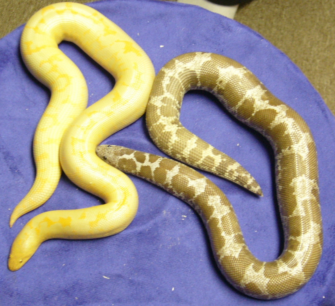 albino/hypo anery kenyans