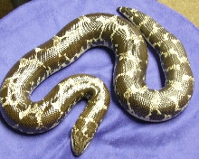 anery kenyan