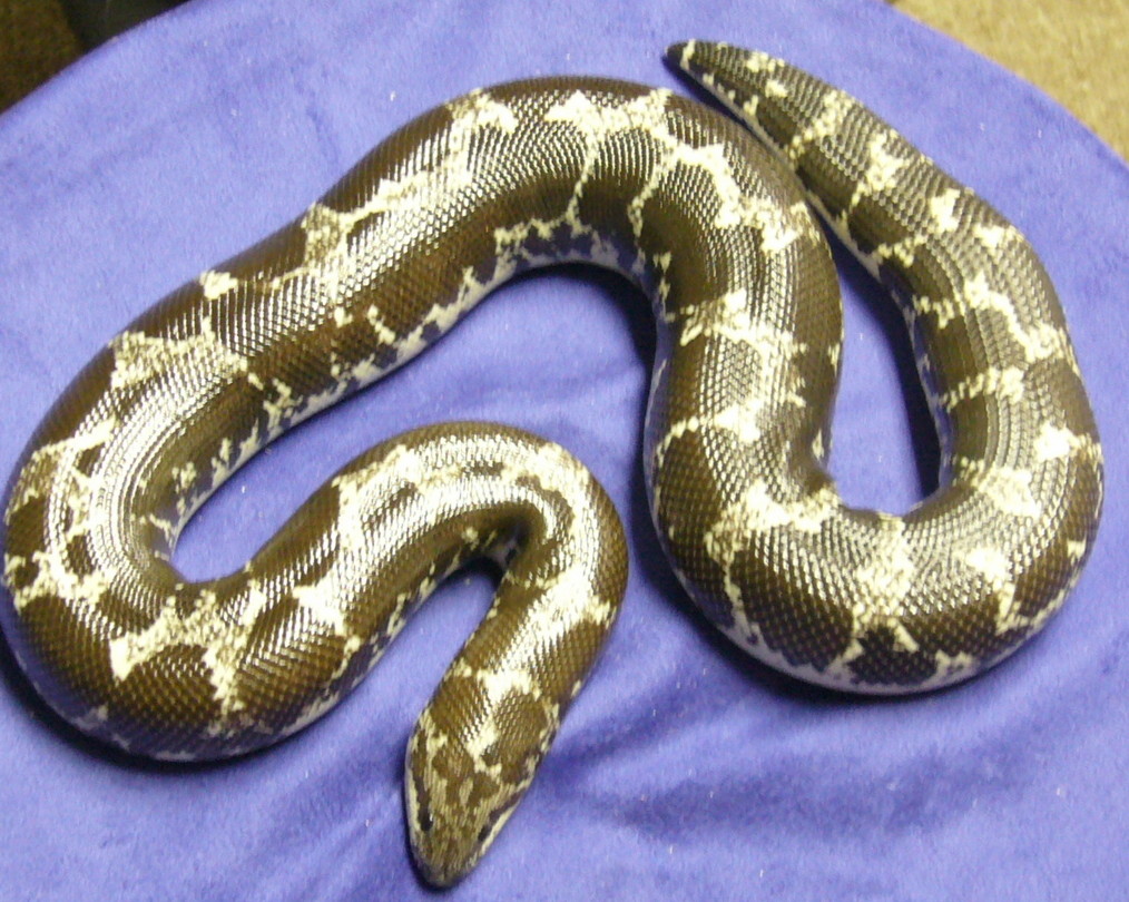 anery kenyan