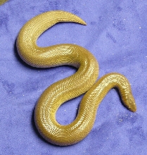 rufescens