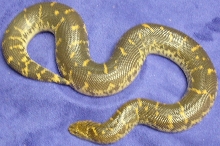 tiger rufescens/ksb cross