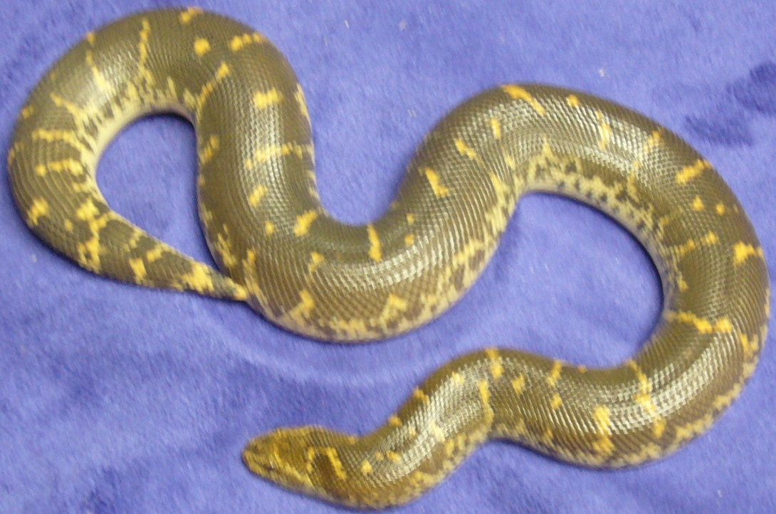 tiger rufescens/ksb cross