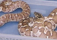 adult caramel roughscale pair