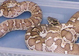 adult caramel roughscale pair