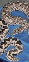 caramel and yellow female adult roughscales