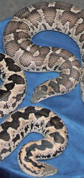 caramel and yellow female adult roughscales