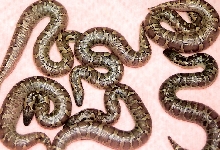caramel hypo roughscales 08