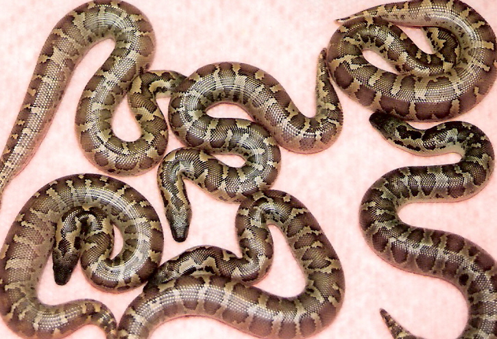 caramel hypo roughscales 08