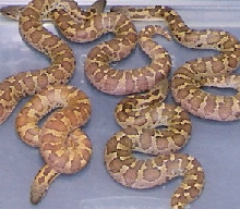 caramel roughscale babies