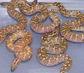 caramel roughscale babies