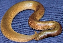 07 rufescens female