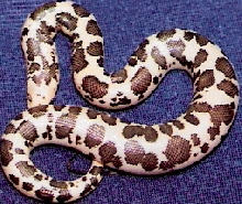 keeper dodoma female