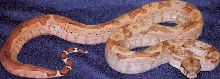 female hypo ca 08