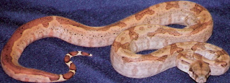 female hypo ca 08