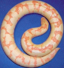 high orange albino female
