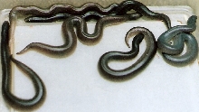 08 baby rufescens