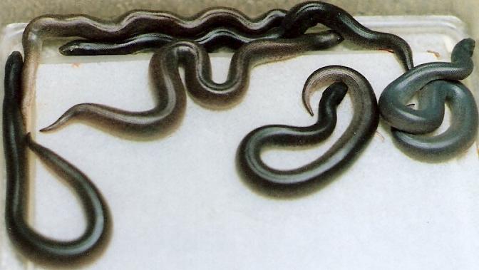 08 baby rufescens