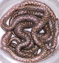 jaculus turcicus litter