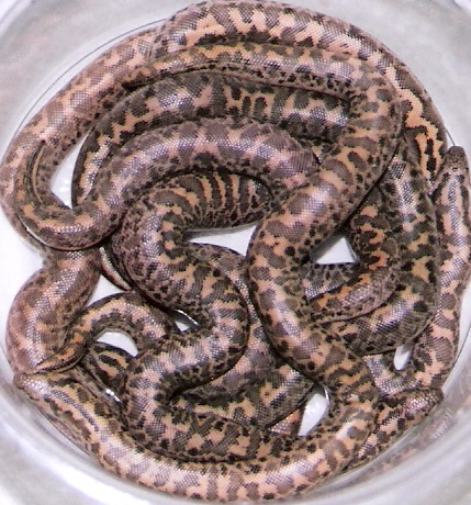 jaculus turcicus litter