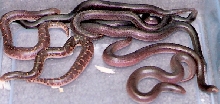 second 08 pure rufescens litter