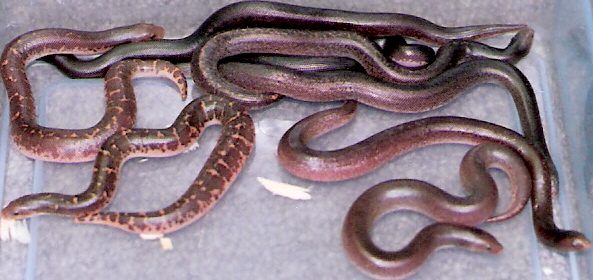 second 08 pure rufescens litter