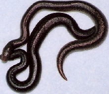 08 pure rufescens stripe and black