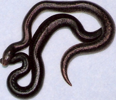 08 pure rufescens stripe and black