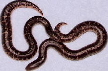 08 pure rufescens tiger phase