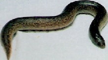 third 08 pure rufescens litter