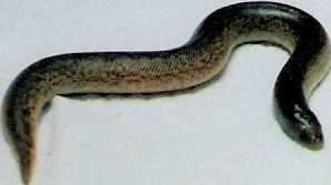 third 08 pure rufescens litter