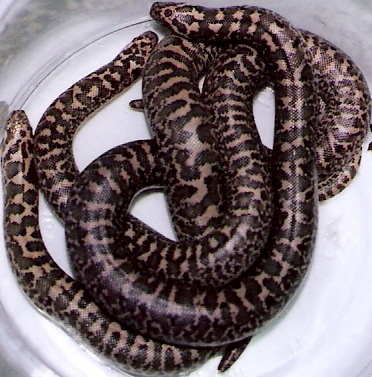 third 08 familiaris litter