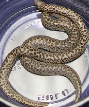 possible anery javelin and normal litter mate