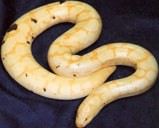 albino paradox female