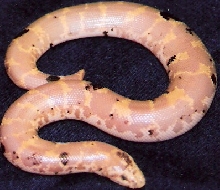 male 07 paradox albino