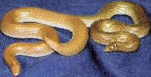 more 07 female rufecsens