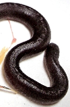dark stripe anery