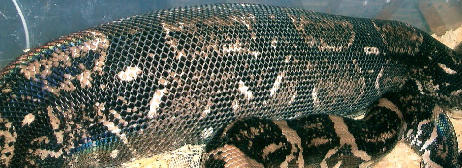 anery longi ovulation