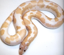 snow splash male