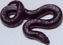 anery stripe