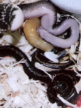 birth of stripe het anery