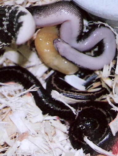 birth of stripe het anery