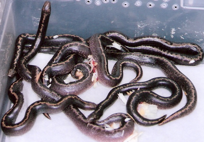 stripe rufescens cross het anery litter
