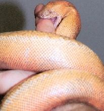 sunset johni trying to eat my finger