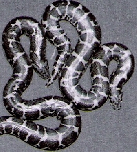 tiger anerys