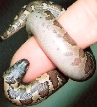 vicious caramel hypo roughscale