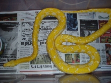 '04 female albino tiger